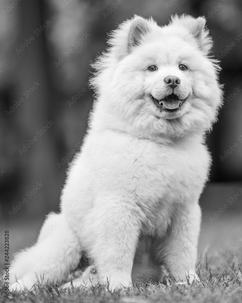 A White Samoyed Puppy sitting in a field smiling. Cute white fluffy dog with long fur in the park, countryside, meadow or field. beautiful eyes.