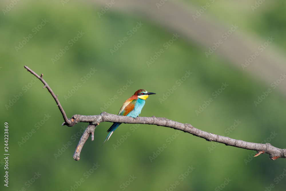 European Bee-eater (Merops apiaster).