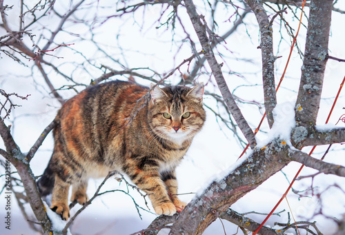 cute striped cat sitting high on tree branches in spring garden and looking straight