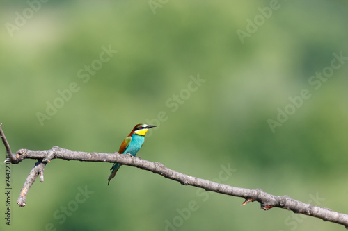 European Bee-eater (Merops apiaster). © fotoparus