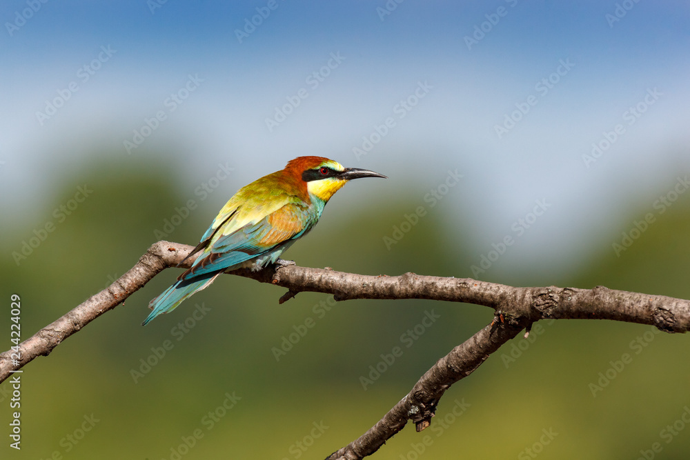 European Bee-eater (Merops apiaster). European Bee-eater (Merops apiaster).