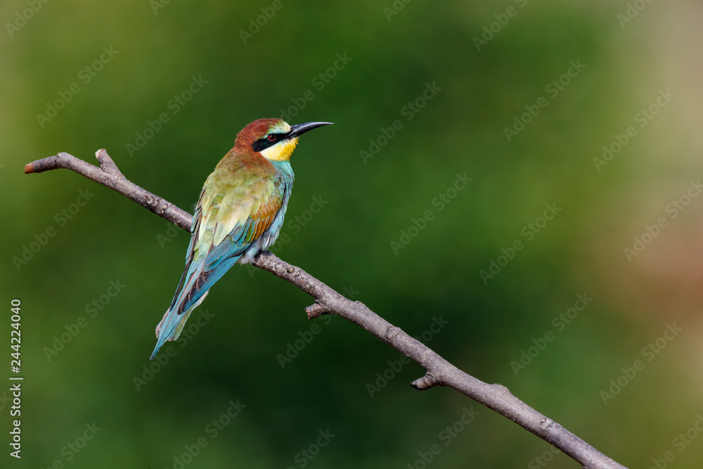 European Bee-eater (Merops apiaster). European Bee-eater (Merops apiaster).