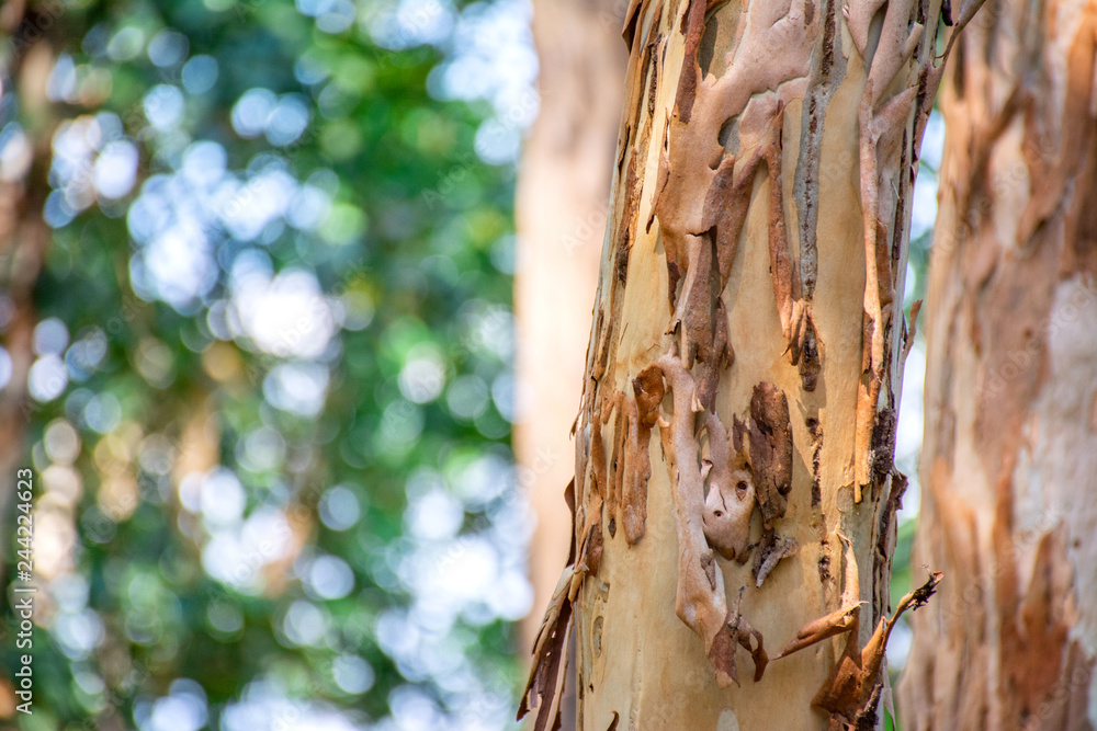 Eucalyptus bark peeling off 