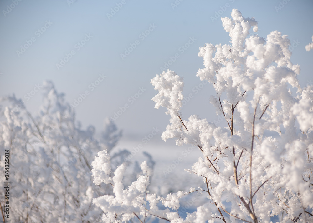 Hoarfrost on branches of bushes in the sky