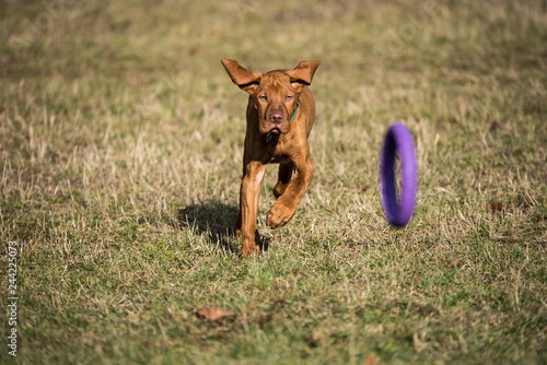 Young vizsla puppy running after a purple dogtoy photo