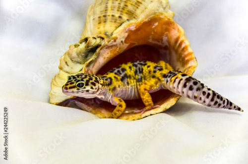 Close-up of a leopard gecko-living in a seashell with a soft back white background. The pet is a lizard