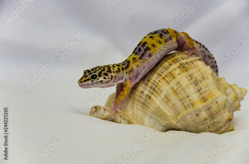 Close-up of a leopard gecko-living in a seashell with a soft back white background. The pet is a lizard