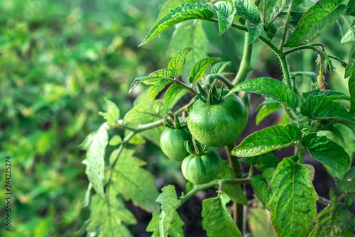 Green tomatoes on a branch
