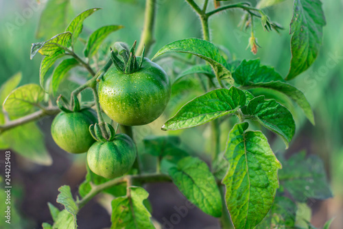Green tomatoes on a branch