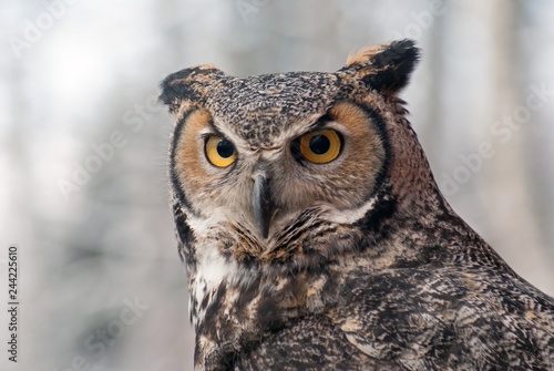 great homed owl bubo virginianus