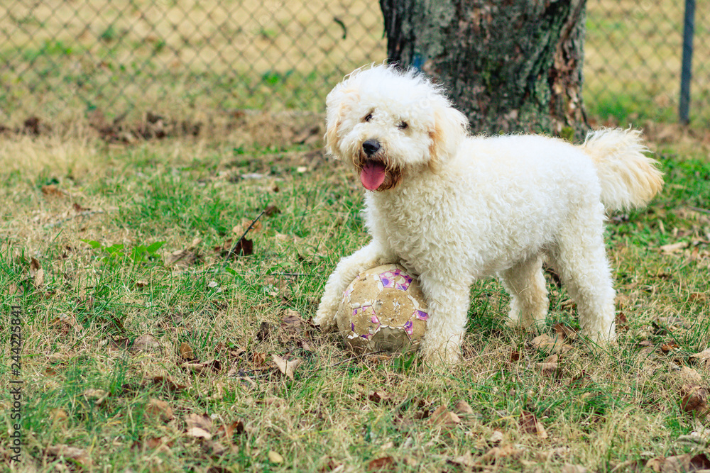 Dog Playing Soccer