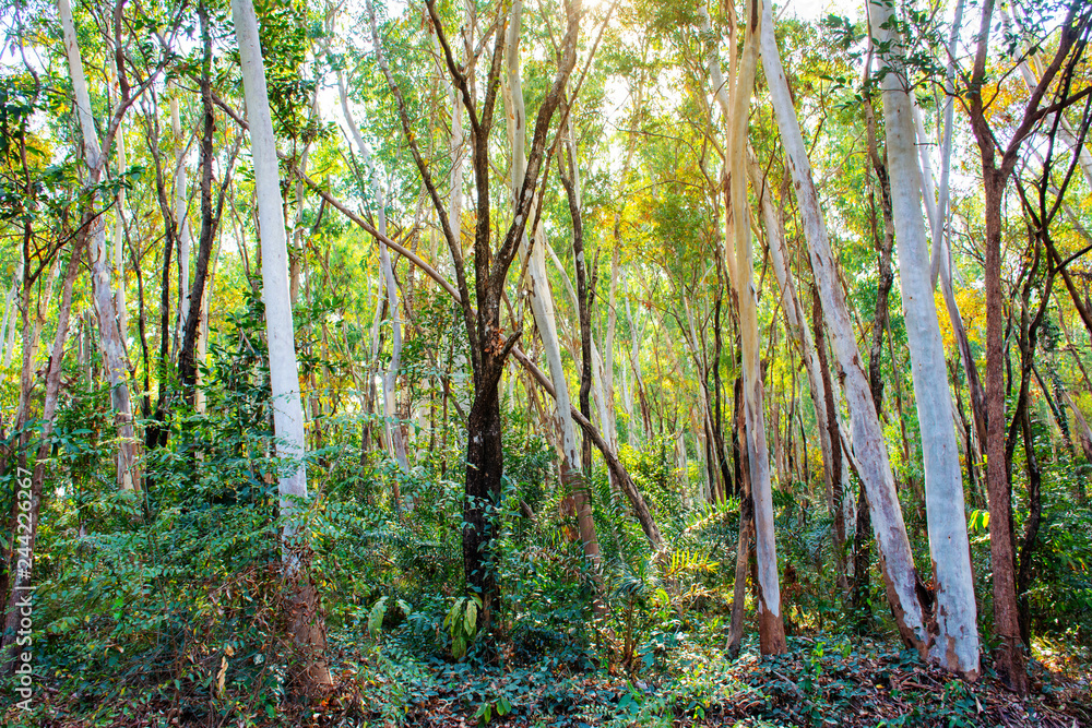 Obraz premium Eucalyptus forest with warm sunlight