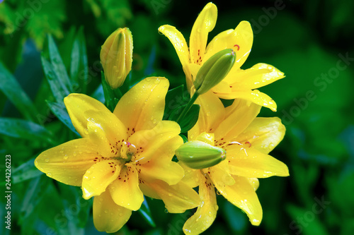 Fototapeta Naklejka Na Ścianę i Meble -  Yellow lily flowers with rain drops