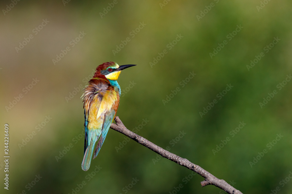 European Bee-eater (Merops apiaster). European Bee-eater (Merops apiaster).