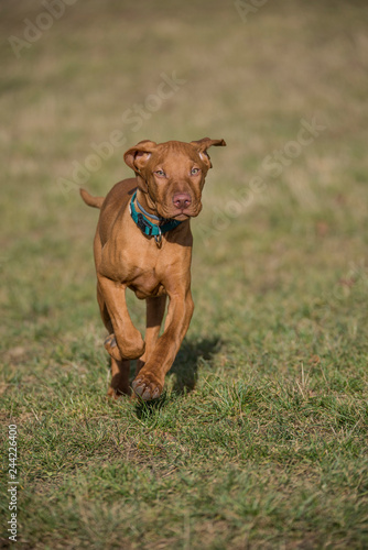 Young vizsla puppy running on grass in a park