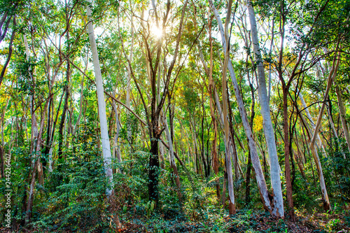 Eucalyptus forest with warm sunlight