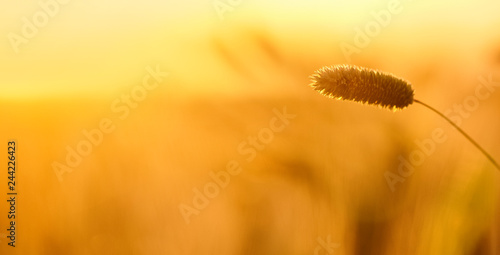 Wallpaper Mural Sunset in Andalussia countryside Torontodigital.ca