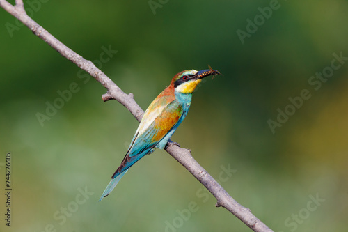 European Bee-eater (Merops apiaster).