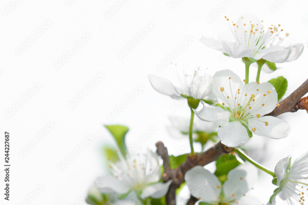 Fototapeta premium White cherry blossom close-up isolated on white. Flower border. Selective focus