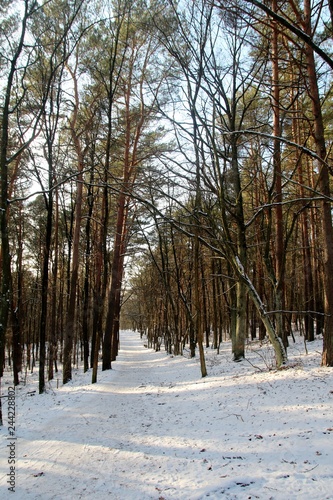 Fototapeta Naklejka Na Ścianę i Meble -  Alejka w lesie miejskim