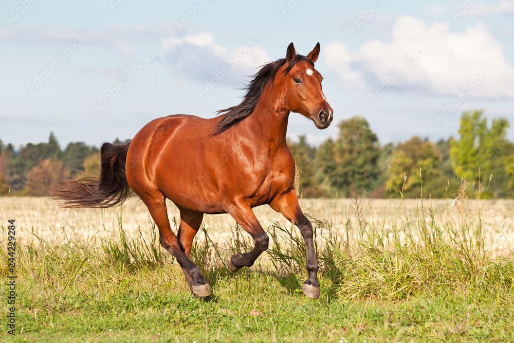 Fototapeta premium Ładny brązowy koń biegnie na pastwisku latem