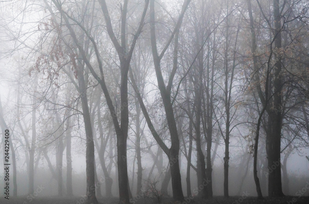 Mist over the park. Trees in the fog Mist over the park. Trees in the fog