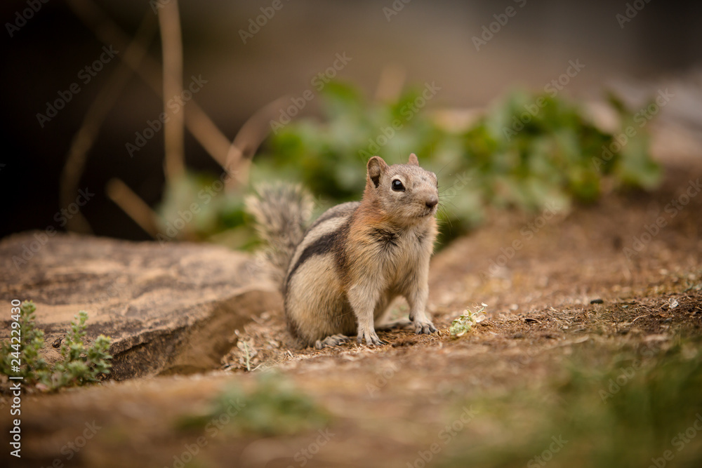Closeup of chipmunk