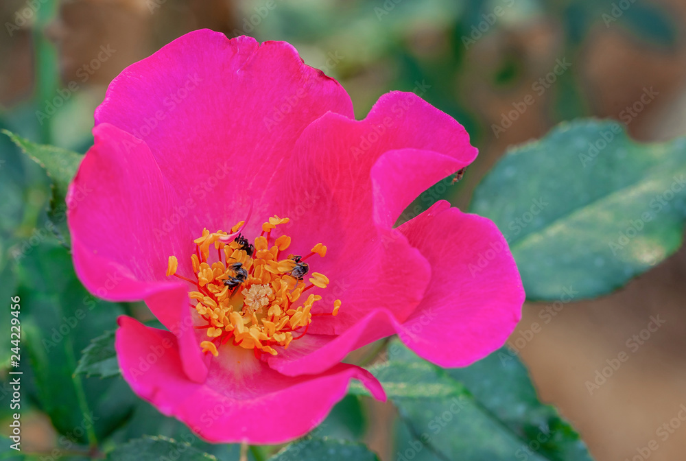 Obraz premium Multi color roses in the small garden
