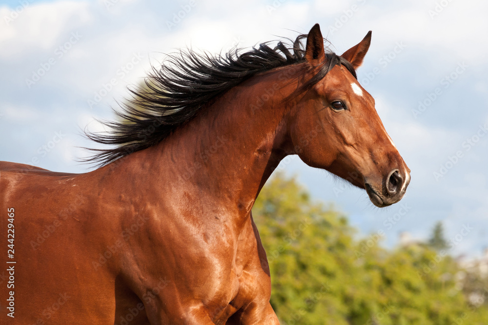 Nice brown horse running on the pasture in summer Nice brown horse running on the pasture in summer