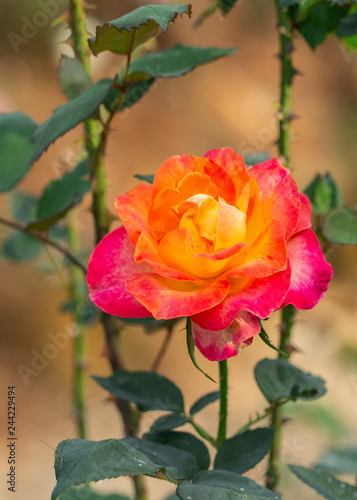 Multi color roses in the small garden