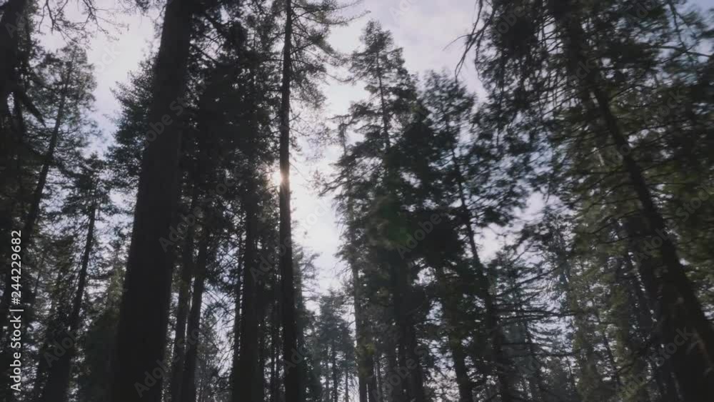 View Driving Through Sequoia Trees with Sun Flare. a view looking up at large sequoia trees in california with a sun flare while driving View Driving Through Sequoia Trees with Sun Flare. a view looking up at large sequoia trees in california with a sun flare while driving