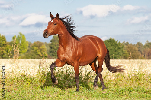 Nice brown horse running on the pasture in summer © lenkadan