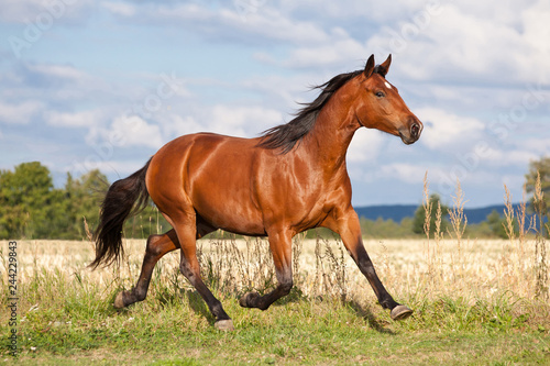 Fototapeta Naklejka Na Ścianę i Meble -  Nice brown horse running on the pasture in summer