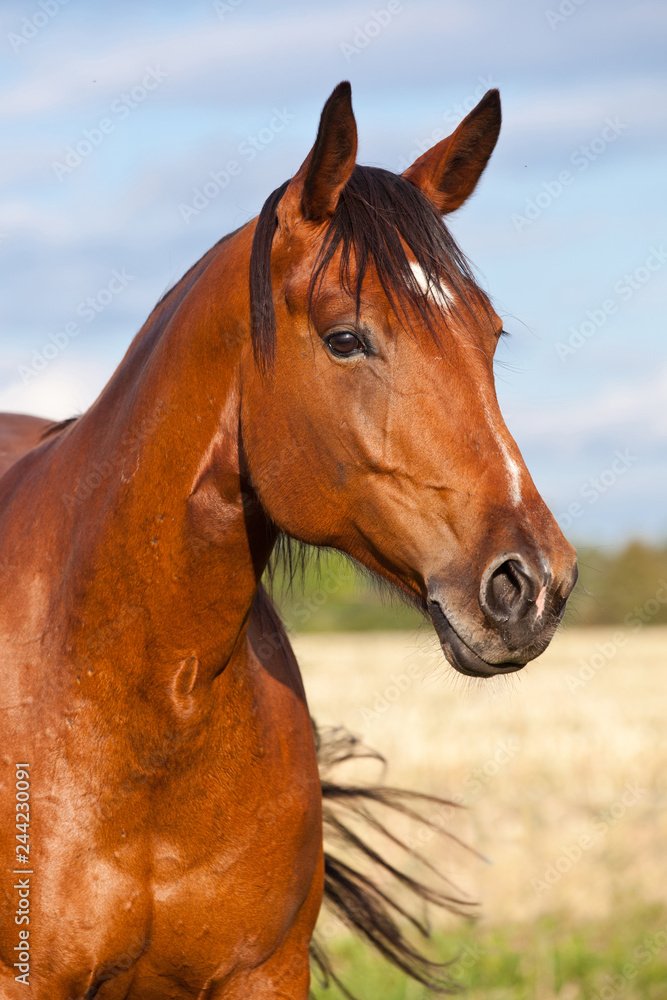 Portrait of nice brown horse
