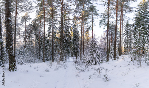 Snowy forest view in January 2019. Raisio, Finland.