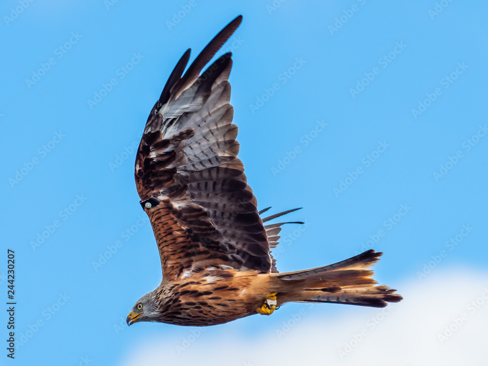 Fototapeta premium Red Kite ( Milvus milvus ) , Bwlch Nant Yr Arian
