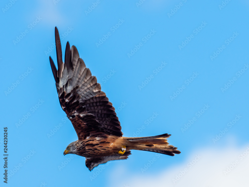 Fototapeta premium Red Kite ( Milvus milvus ) , Bwlch Nant Yr Arian
