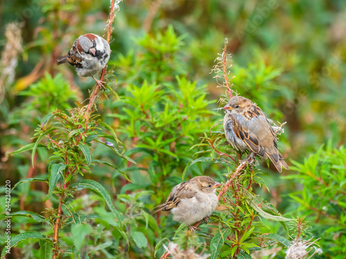 Three sparrows feeding on rosebay willowherb