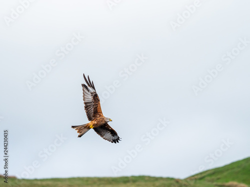 Red Kite ( Milvus milvus ) , Bwlch Nant Yr Arian