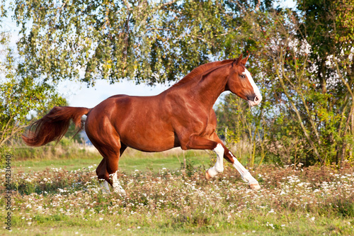 Nice sorrel horse running on the pasture in summer