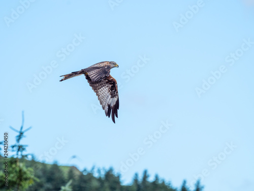 Red Kite ( Milvus milvus ) , Bwlch Nant Yr Arian photo