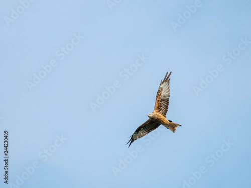 Red Kite ( Milvus milvus ) , Bwlch Nant Yr Arian