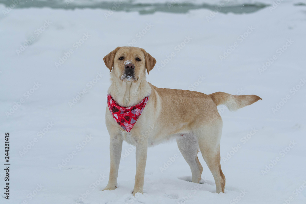 Yellow Labrador Lab Dog in the Snow in Winter in Quebec Canada