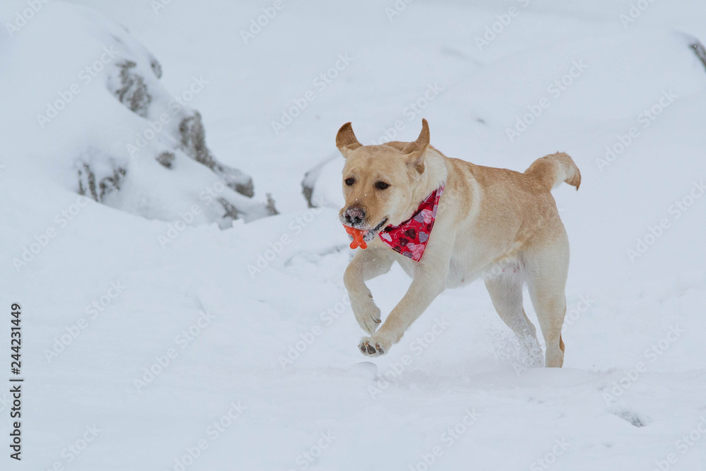 Yellow Labrador Lab Dog Breed Running in the Snow with toy in Winter
