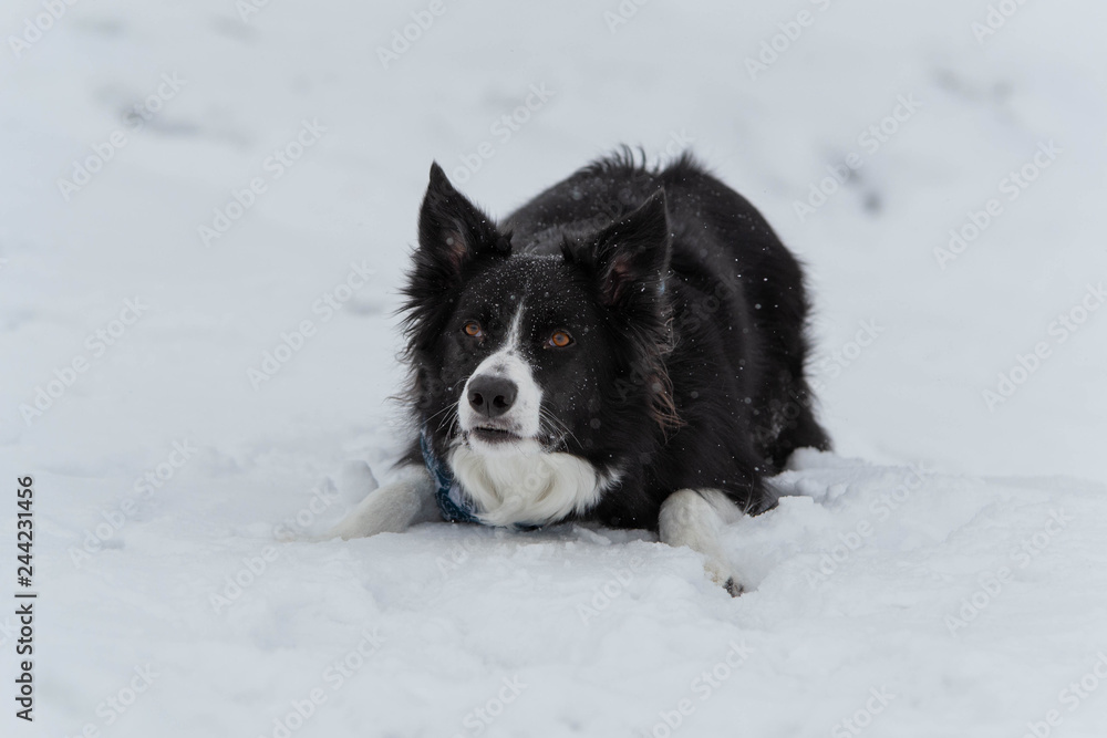 Border Collie Dog Focused on Toy Laying in the Snow