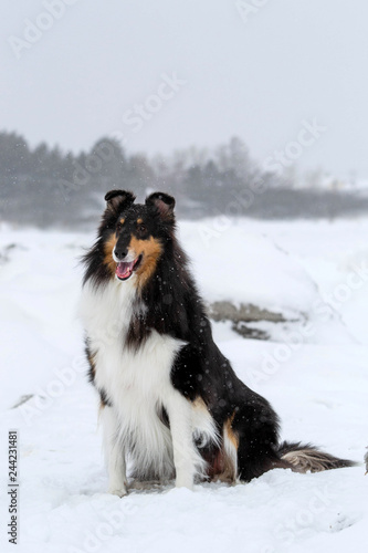 Collie Dog Breed Sitting in the Snow in Quebec Canada © Beatrice