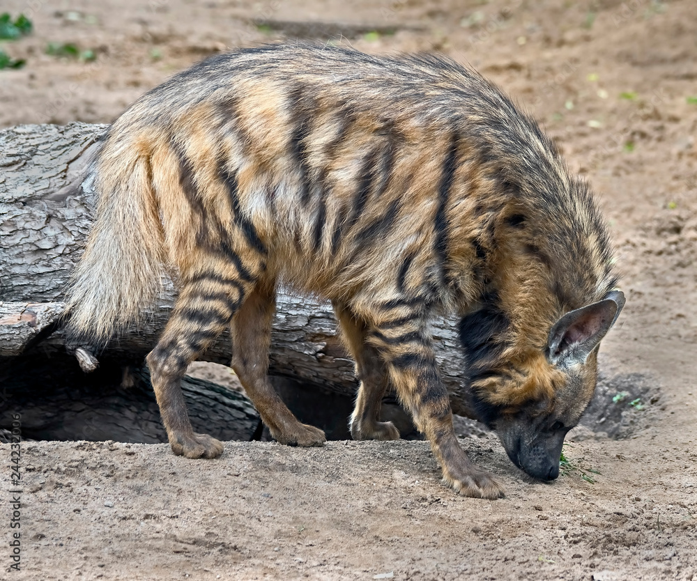 Striped hyena. Latin name - Hyaena hyaena Striped hyena. Latin name - Hyaena hyaena