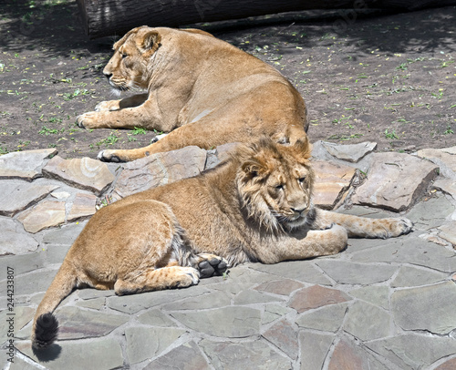 Young lions. Latin name - Panthera leo