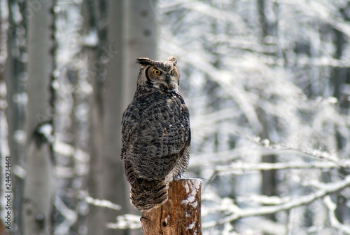 great homed owl bubo virginianus
