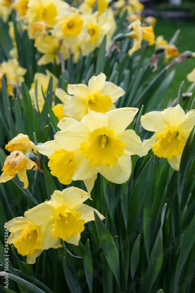 Colorful Bright Tulips and Daisy Flowers Bloom in Summer Organic Green Garden Colorful Bright Tulips and Daisy Flowers Bloom in Summer Organic Green Garden